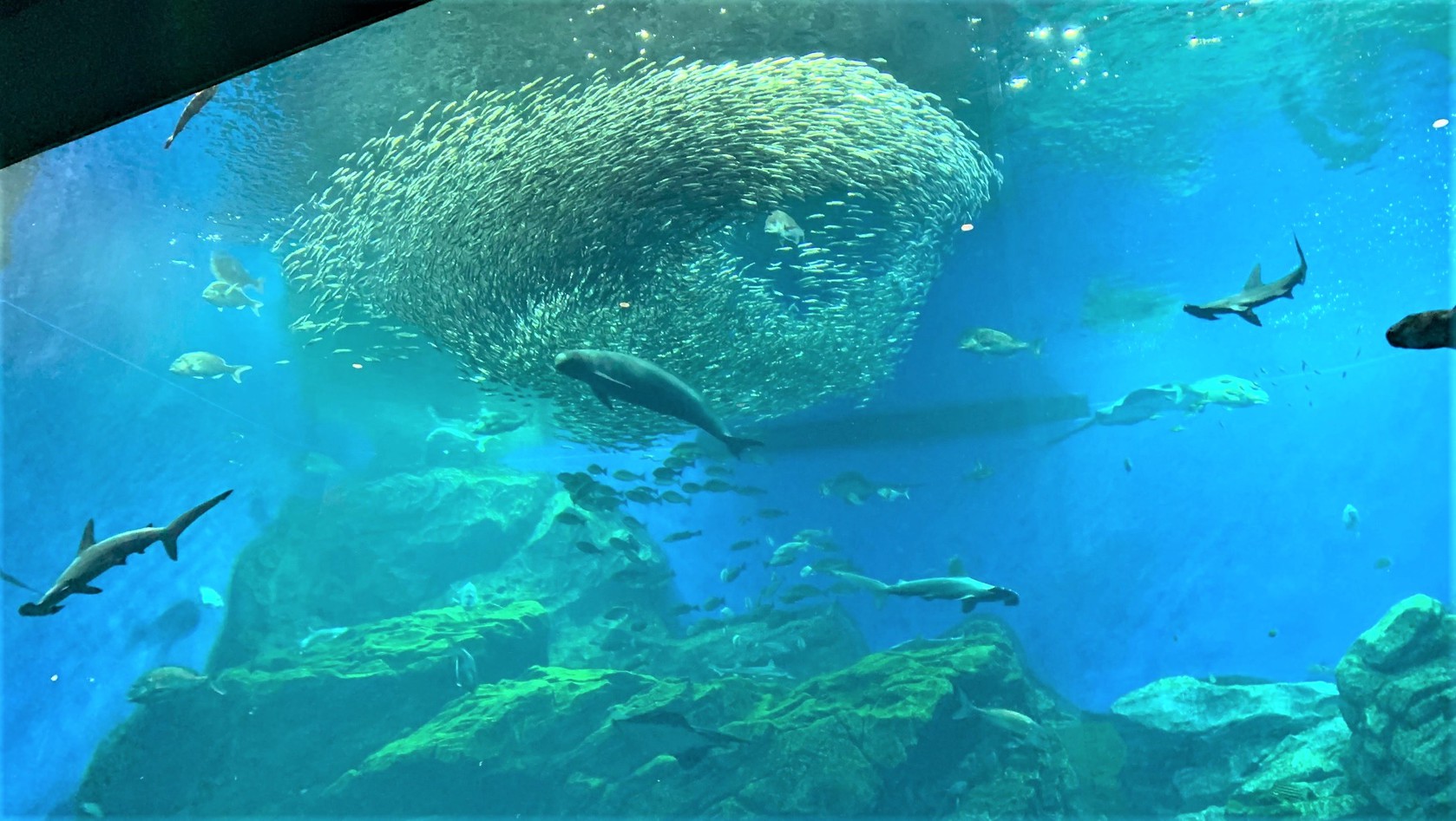 仙台うみの杜水族館