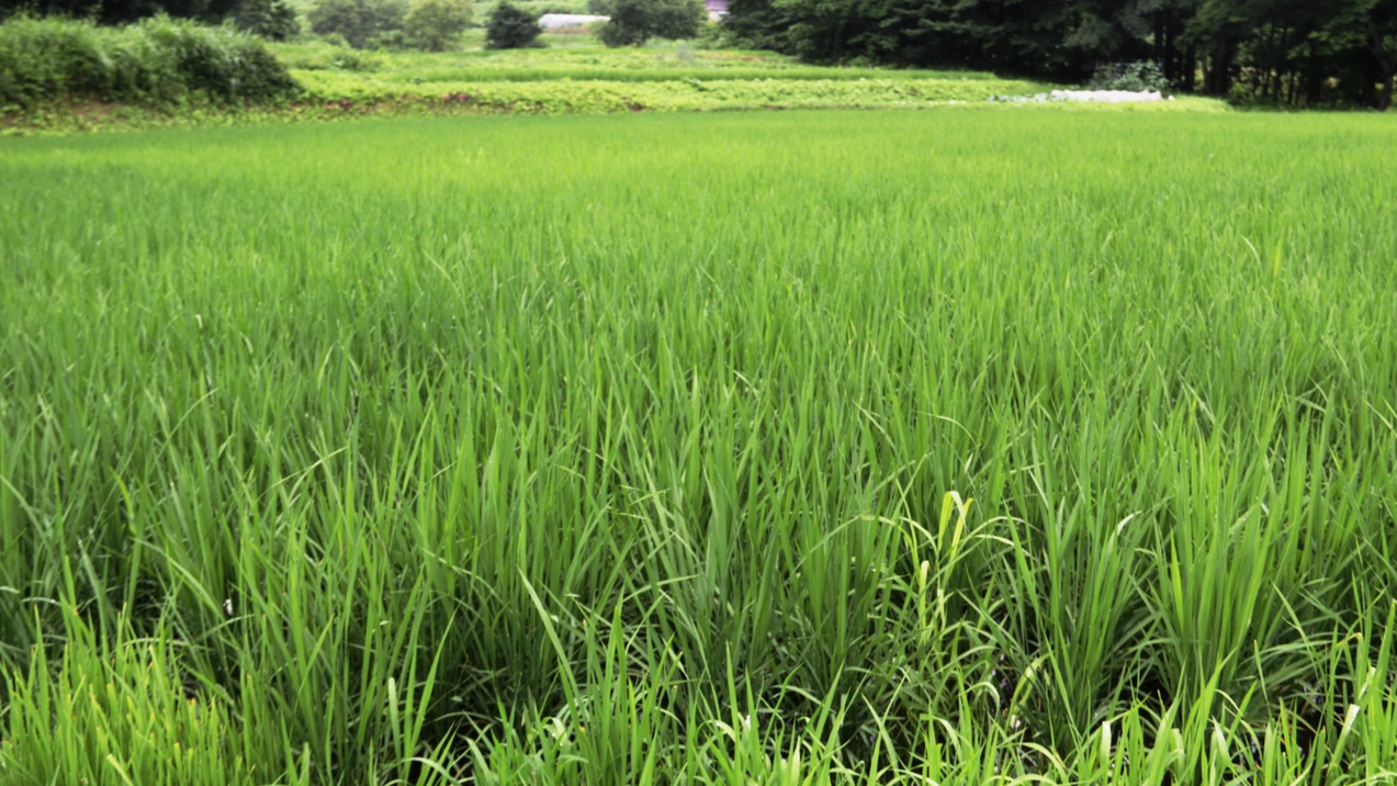 【田んぼ】自家製米がすくすく育ちます。