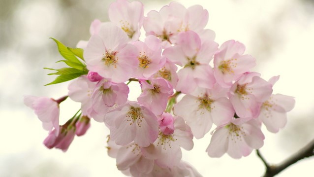 城崎温泉の春「桜・さくら」