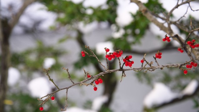 城崎温泉の山々に咲くお花