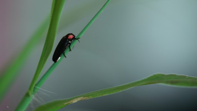 6月前半「ホタルが見頃」