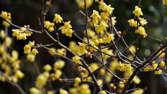 城崎温泉の山々に咲くお花