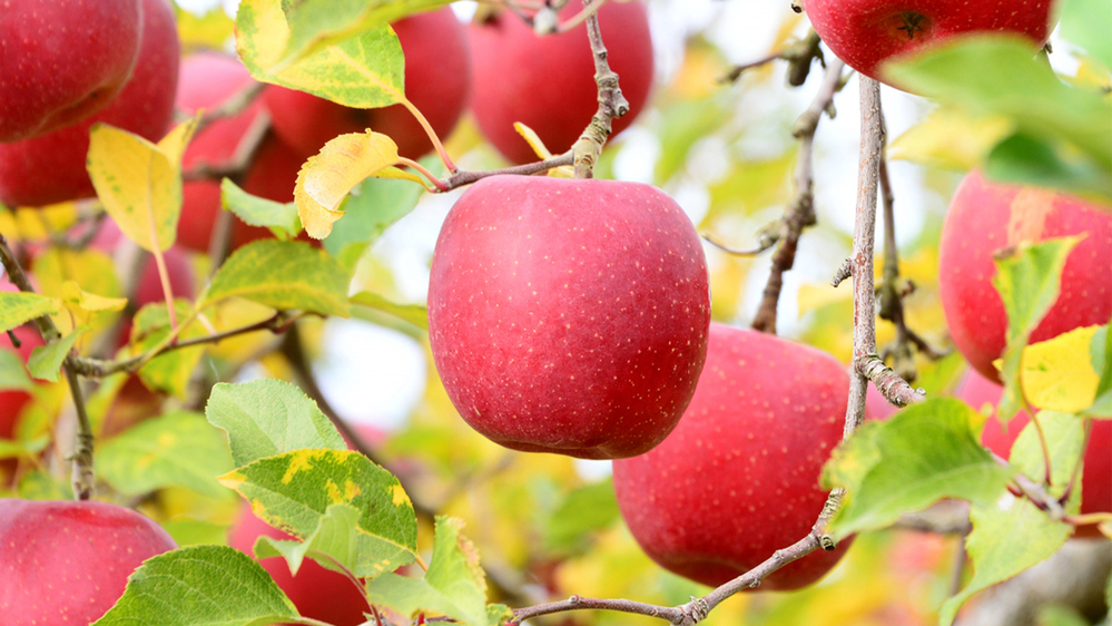 リンゴ狩り体験１０月〜１１月中旬秋の味覚と紅葉狩り