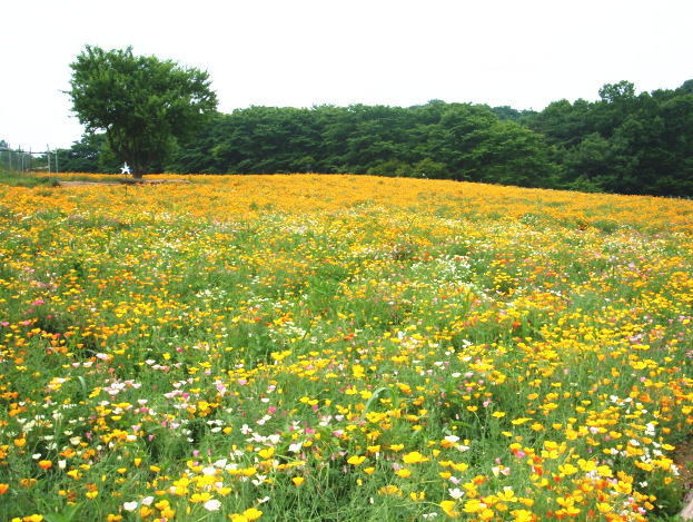 長瀞町の花菱草（6月上旬頃）