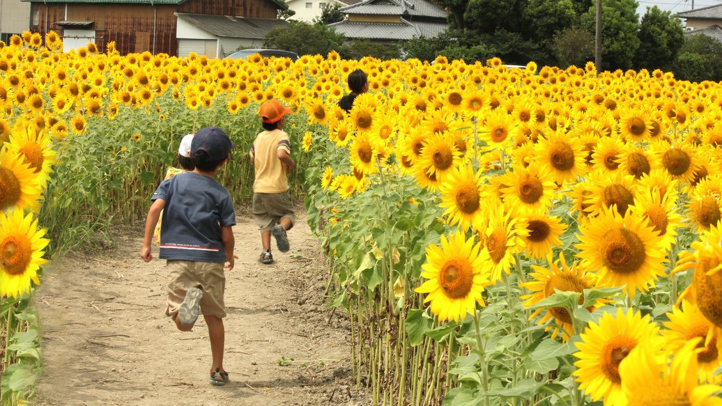 周辺観光／【ひょうたん島公園】自然の生物や植物が満載、向日葵は7月下旬〜8月初旬…;当館から車で15分