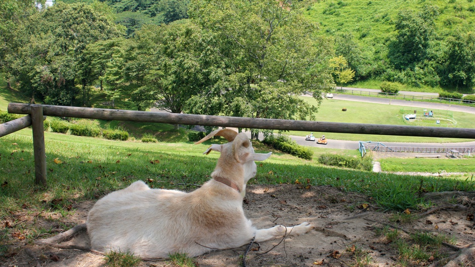 周辺観光／【三瀬ルベール牧場どんぐり村】自然と動物に親しむことができるパーク…;当館から車で35分