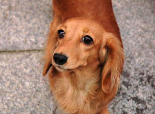 �y�b�g�ƈꏏ�ɔ��܂낤���t�g�t���m���v����