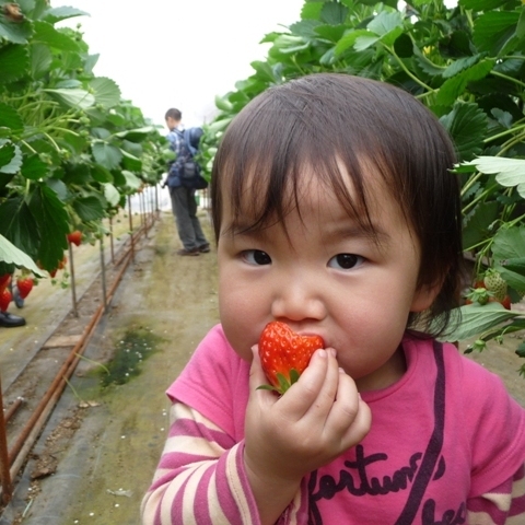 美味しいイチゴをがぶり！3月末頃から5月末頃まで高山でもイチゴ借りが出来ます(車で8分）