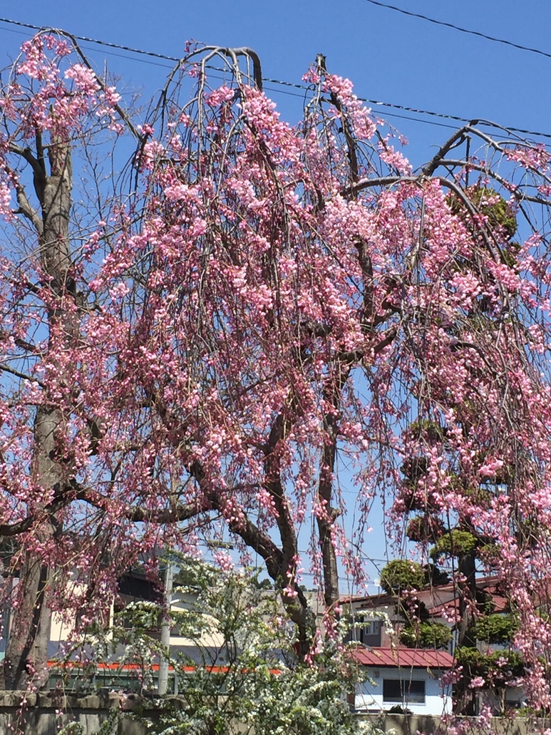 玄関横の桜