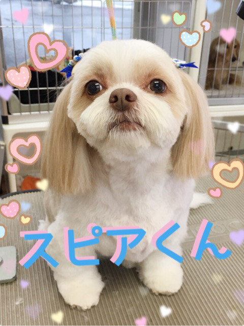 看板犬「スピア」