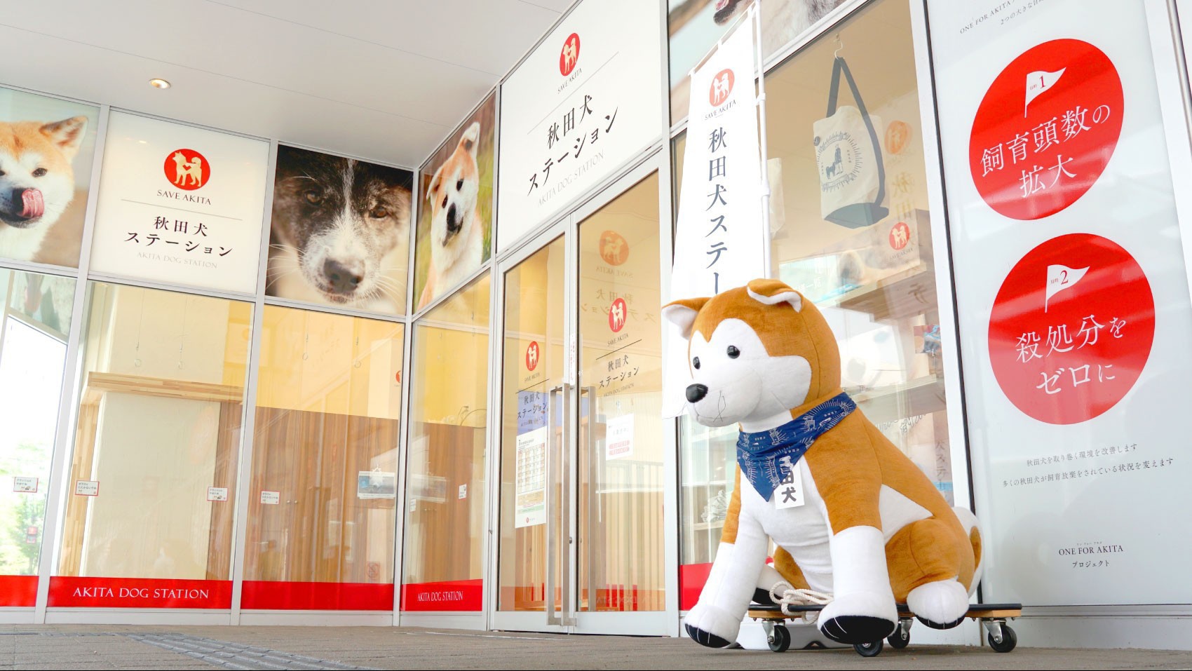 【秋田犬ステーション】秋田犬の愛くるしい姿を間近で見れるのが嬉しい。曜日限定なので事前に確認を。