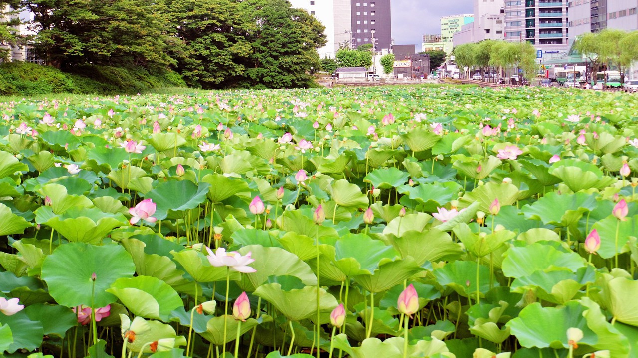 【千秋公園】お堀一面に広がる蓮の花は写真映えも抜群です。