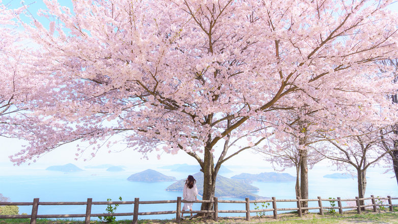 【紫雲出山】桜