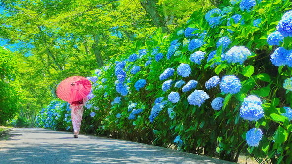 【紫雲出山】あじさい