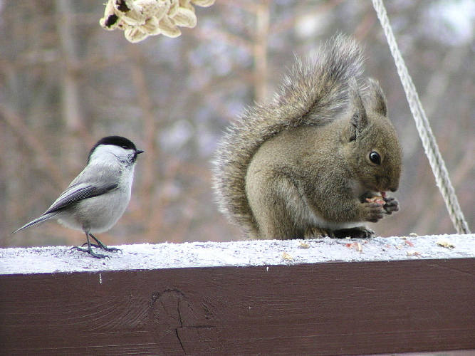 自然案内人リス