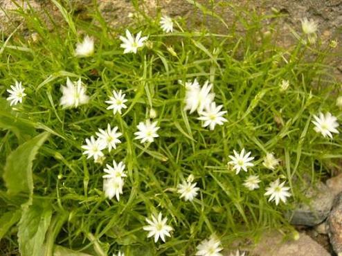 乗鞍岳イワツメグサ