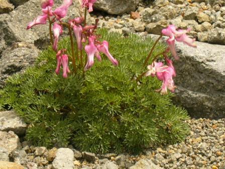 乗鞍岳コマクサ