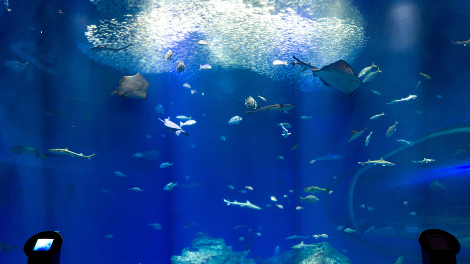 アクアワールド茨城県大洗水族館（当館よりお車で約5分）