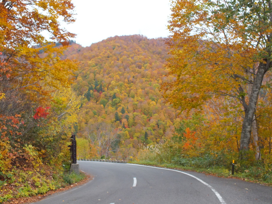 道路沿いの紅葉