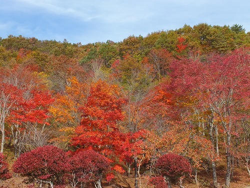 紅葉