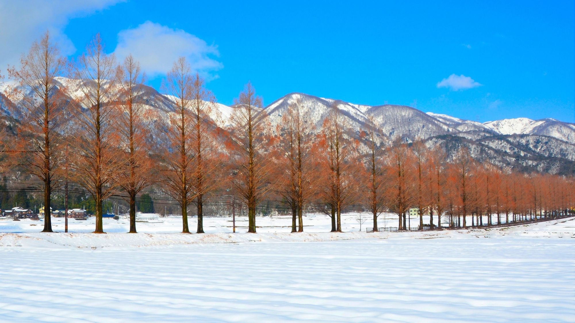 冬のメタセコイア並木