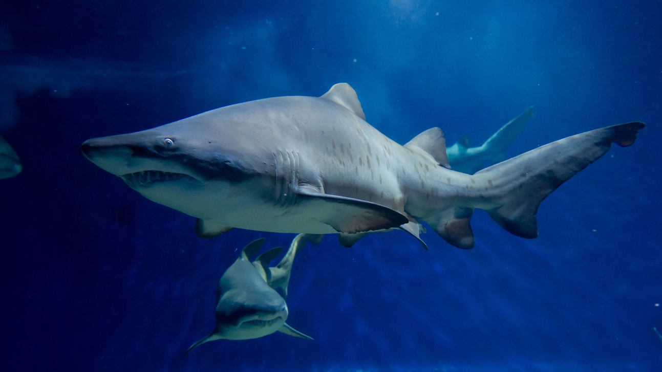 アクアワールド大洗水族館 - サメの飼育種類数日本ナンバーワン