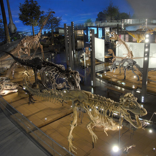 ※福井県恐竜博物館提供（1F「恐竜の世界」）