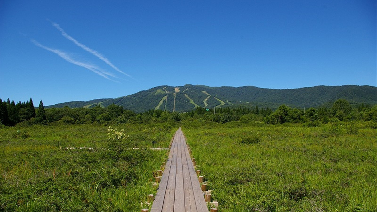 湿原植物園から大日岳を望む