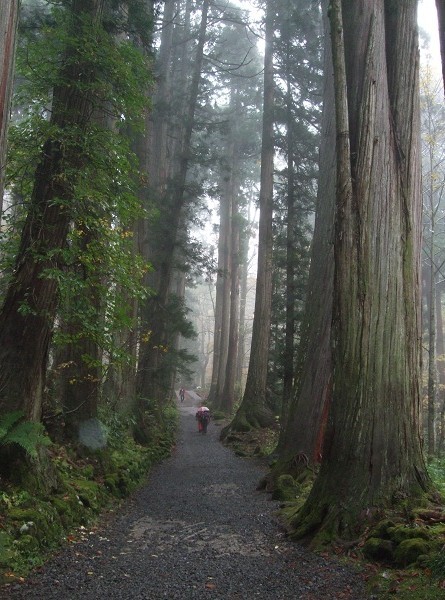 戸隠奥社の道中