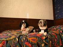 わんこと一緒のお部屋