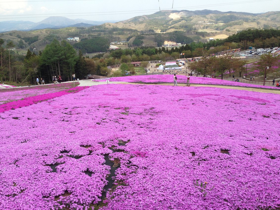 芝桜（平田村）