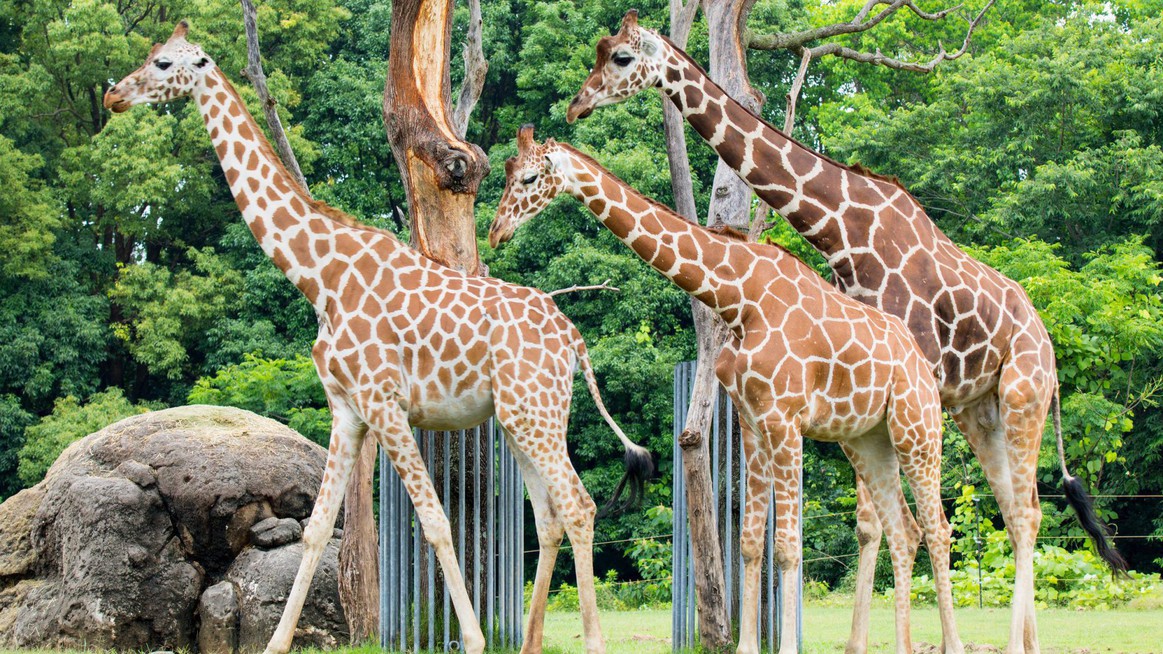 豊橋総合動植物公園のんほいパーク