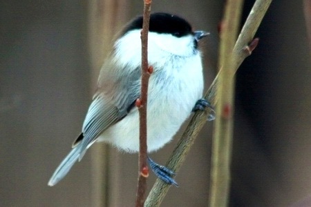 野鳥コガラ