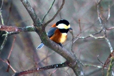 野鳥１ヤマガラ