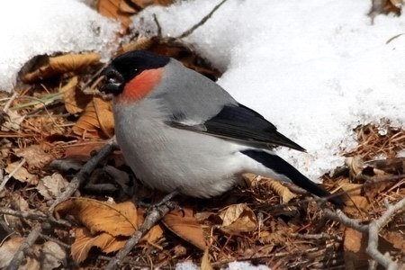 野鳥ウソ