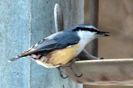 野鳥ゴジュウカラ