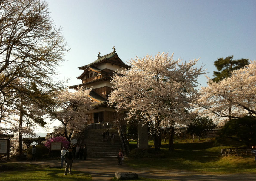 諏訪高島城の桜