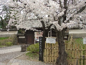 上田藩藩主屋敷跡の桜
