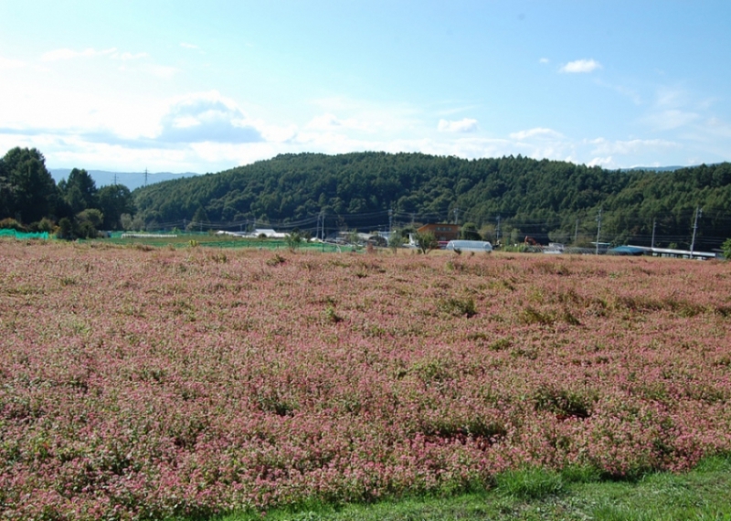 蓼科高原の赤ソバ