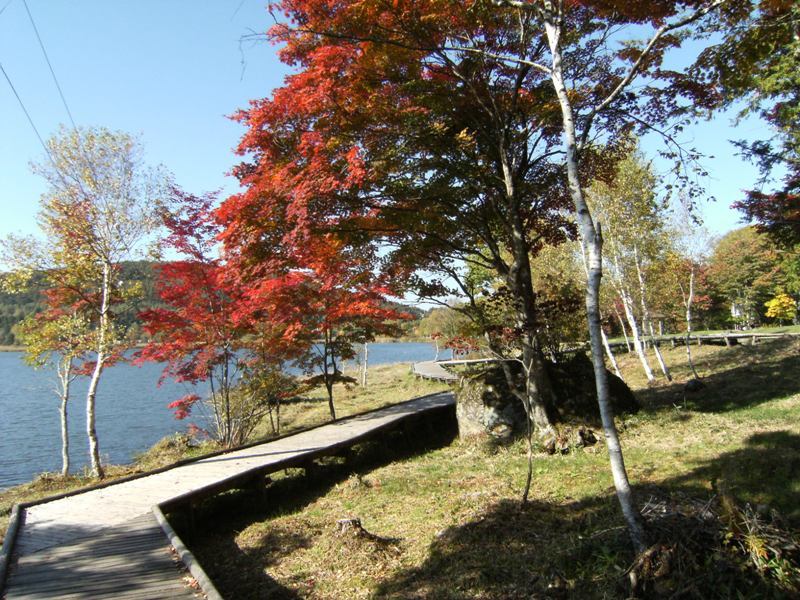 紅葉と白樺湖2