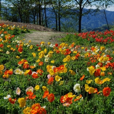 「花の回廊」…旧ゴルフ場の地形・自然林を活用した総面積36，500㎡に、春秋の２回花を咲かせます。
