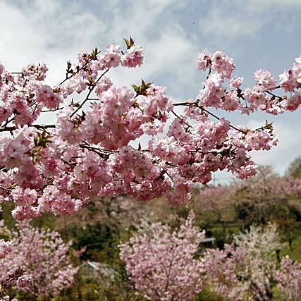 「八重桜」…長瀞町宝登山のふもとには、八重桜が中心の「通り抜けの桜」というスポットがございます。