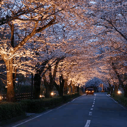 「桜」…;北桜通りでは、見頃期間中にライトアップも行われ、そこでは昼間とは違う幻想的な桜を楽しめます。