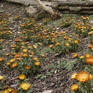 「福寿草」…福寿草はキンポウゲ科の多年草で、日光が当たっている時だけ花が開きます。