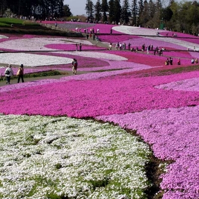 「芝桜」…;見頃は４月下旬から。地元人でさえ毎年見に行くほどの価値があるスポットです。