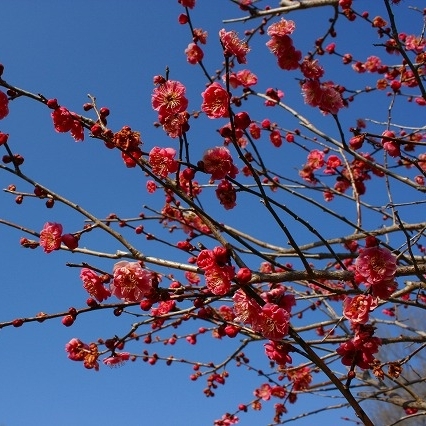 「紅梅」…;秩父ミューズパークの梅園では、「白加賀」「野梅」「豊後」など１５種類が咲き乱れます。