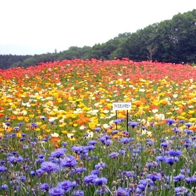 「花の回廊」…;このグループの写真は春季のものです。４月中旬〜５月上旬が見頃となります。