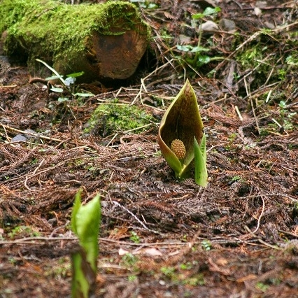 「ザゼンソウ」…;荒川日野地区にて２月下旬〜３月中旬にご覧いただけます。（有料）