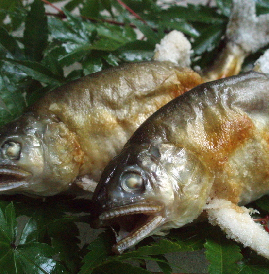 『川魚の塩焼き』…;一匹1，100円。鮎・岩魚・山女魚をご用意しております。食べ比べもオススメです。