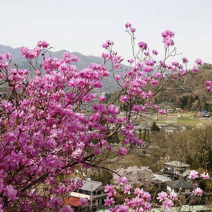 「岩ツツジ」…当館近くの「瑞岩寺」裏の岩山にて４月上旬・中旬に楽しめます。山頂までは徒歩で登ります。